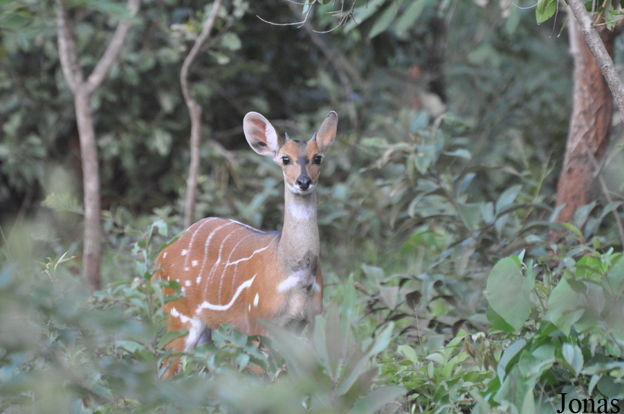 Tragelaphus scriptus phaleratus / Mole National Park
