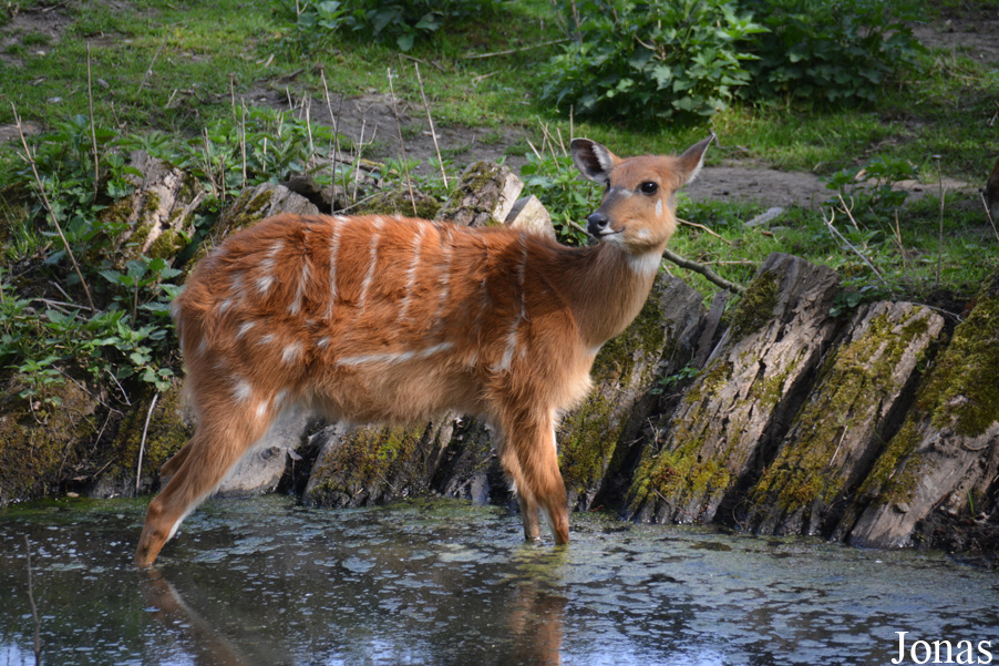 Tragelaphus spekii gratus