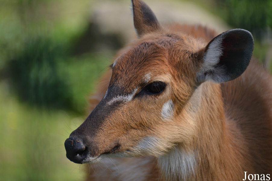 Tragelaphus spekii gratus