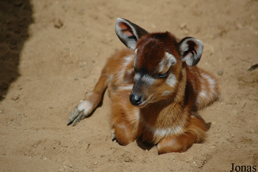 Tragelaphus spekii gratus