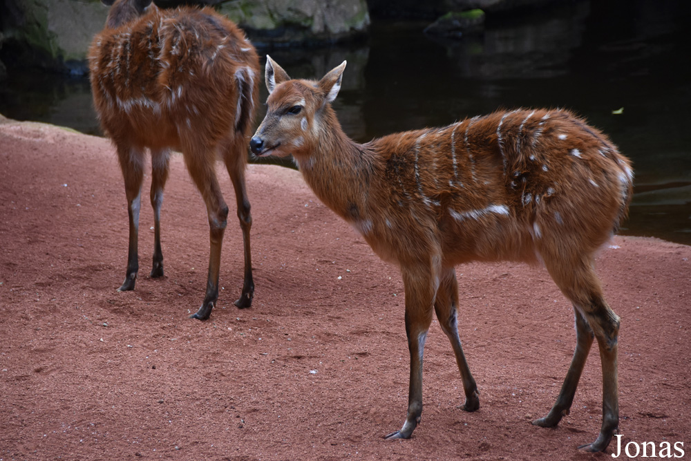 Tragelaphus spekii gratus