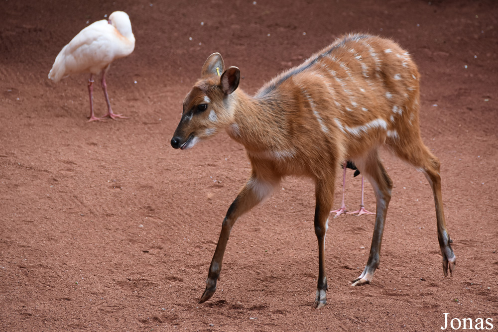 Tragelaphus spekii gratus