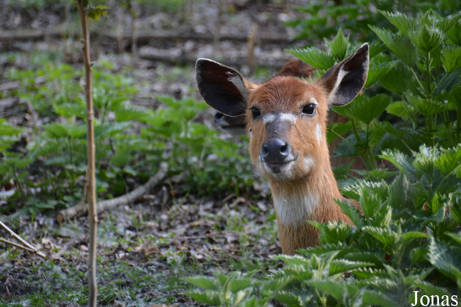 Tragelaphus spekii gratus