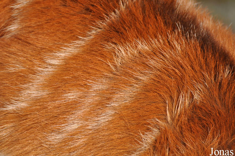 Tragelaphus spekii gratus