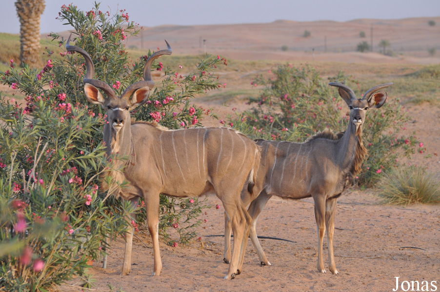 Tragelaphus strepsiceros