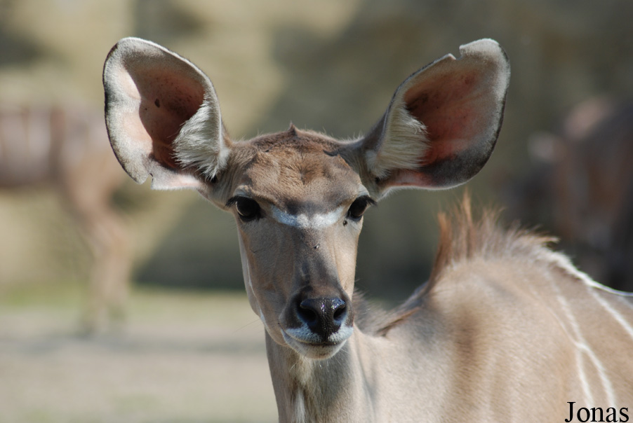 Tragelaphus strepsiceros