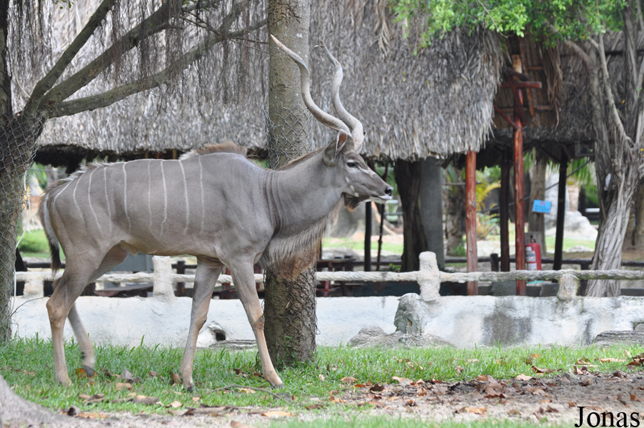 Tragelaphus strepsiceros