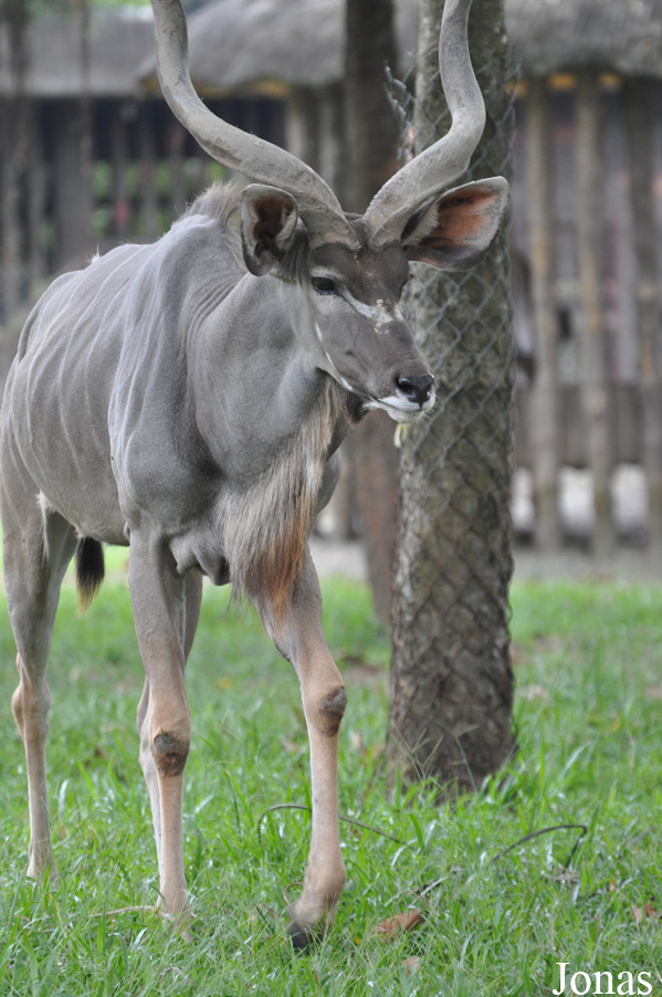 Tragelaphus strepsiceros