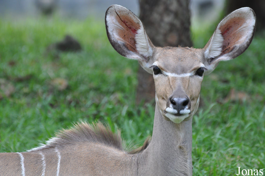 Tragelaphus strepsiceros