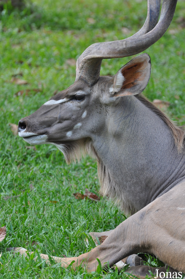 Tragelaphus strepsiceros