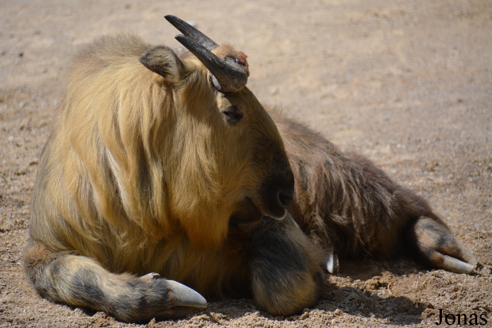 Budorcas taxicolor tibetana