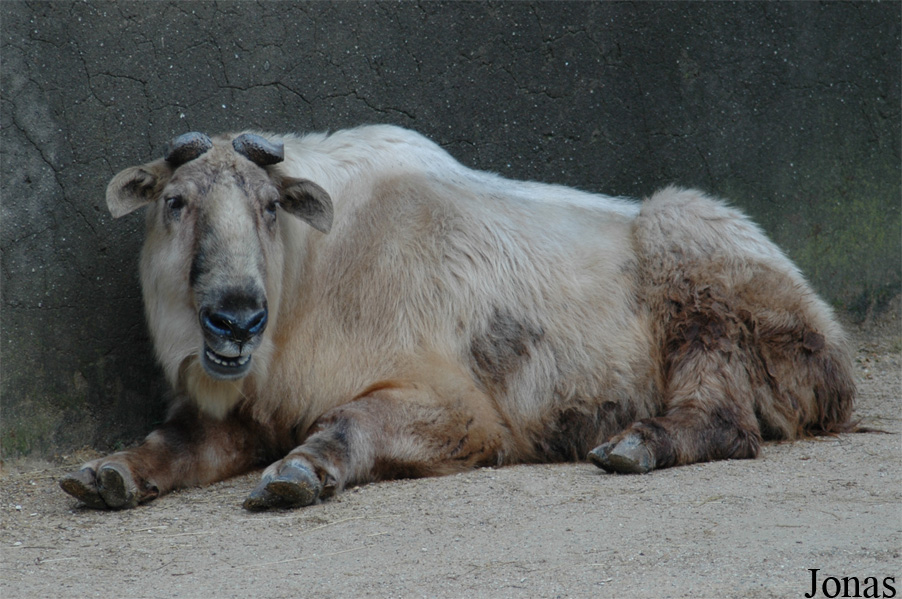 Budorcas taxicolor tibetana