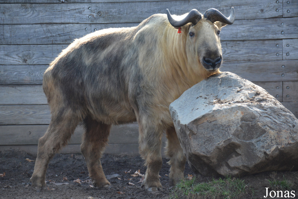Budorcas taxicolor tibetana