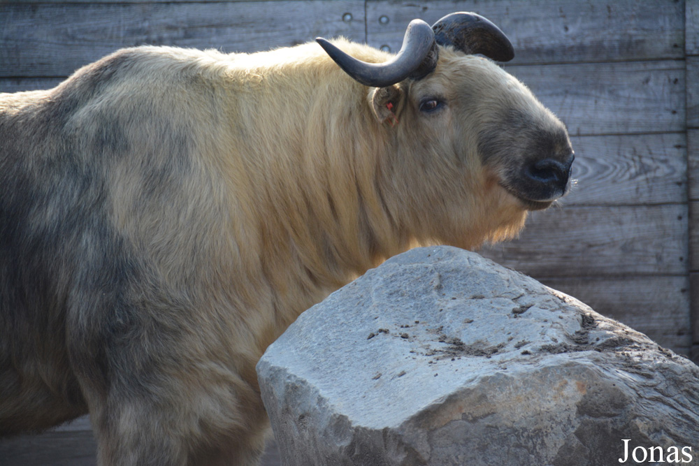 Budorcas taxicolor tibetana