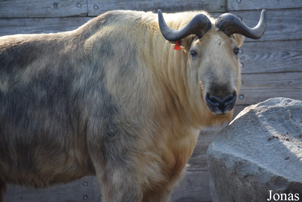 Budorcas taxicolor tibetana