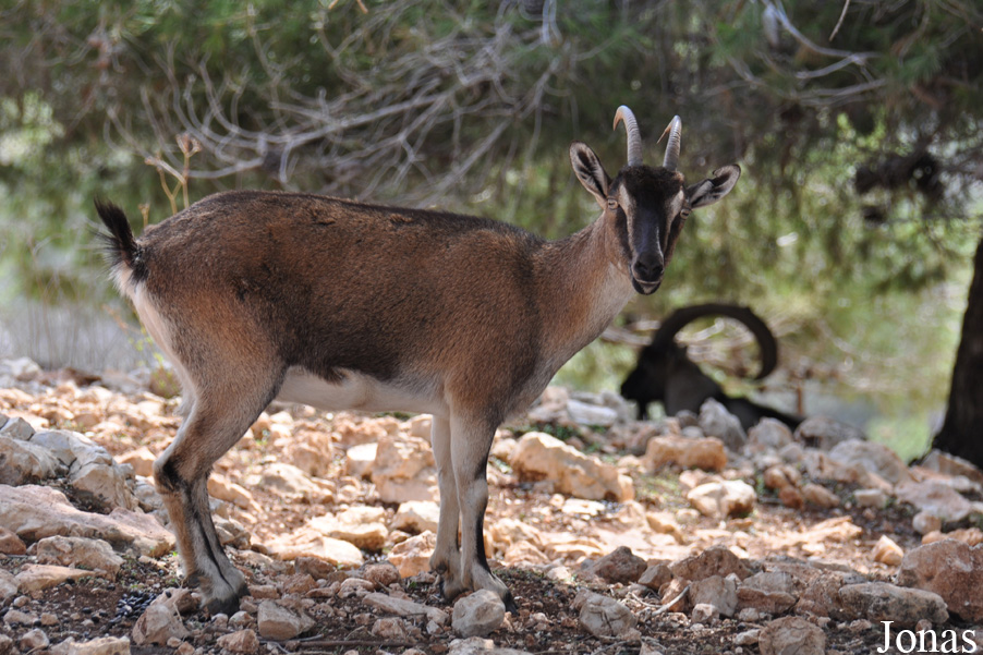 Capra aegagrus creticus
