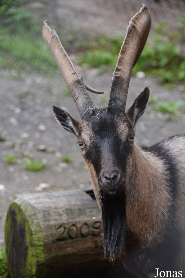 Capra aegagrus creticus