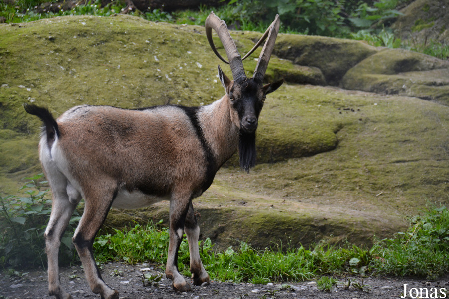 Capra aegagrus creticus