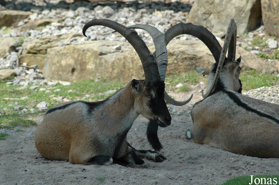 Capra aegagrus creticus