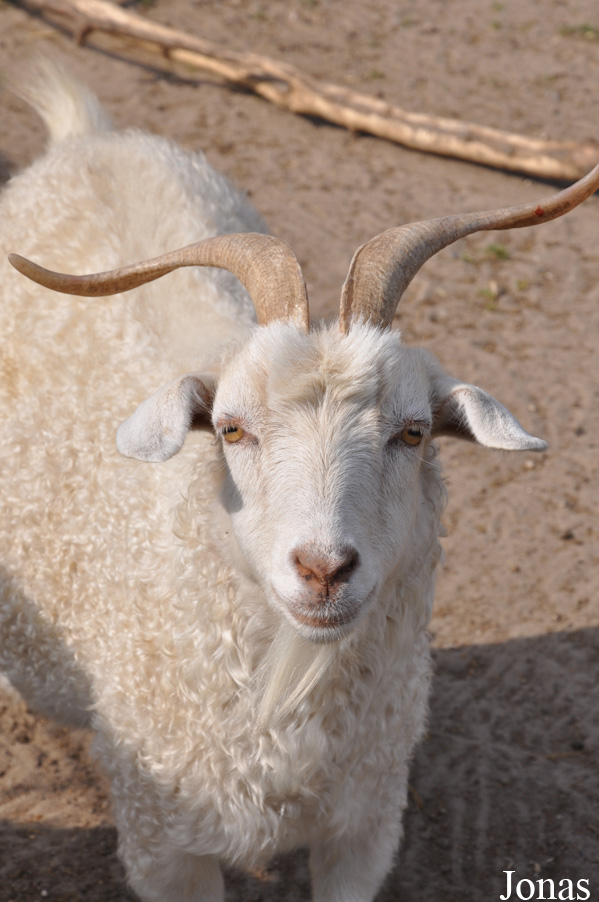 Chèvre Angora