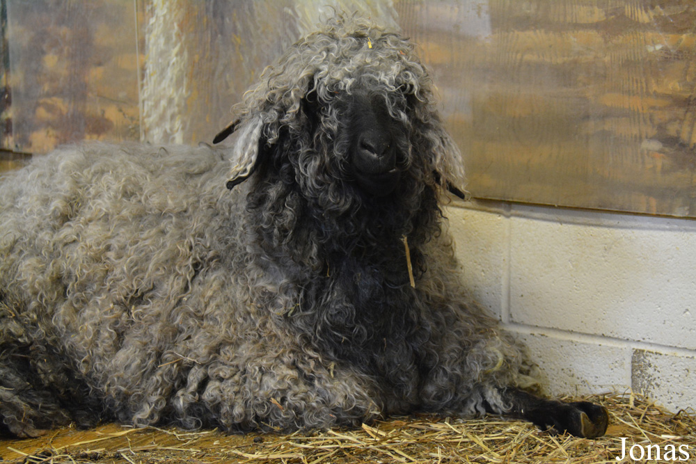 Chèvre Angora