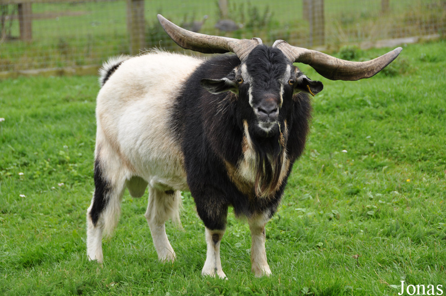 Chèvre Arapawa