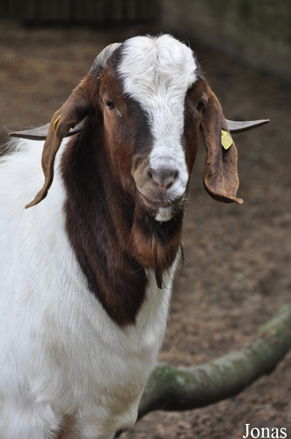 Chèvre Boer