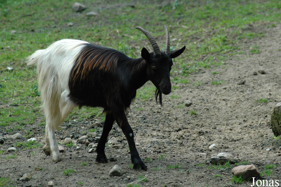 Chèvre à cou noir du Valais