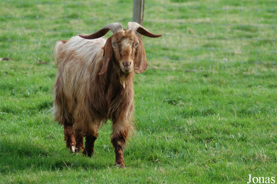 Chèvre Damara