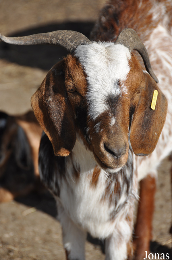 Chèvre Damara