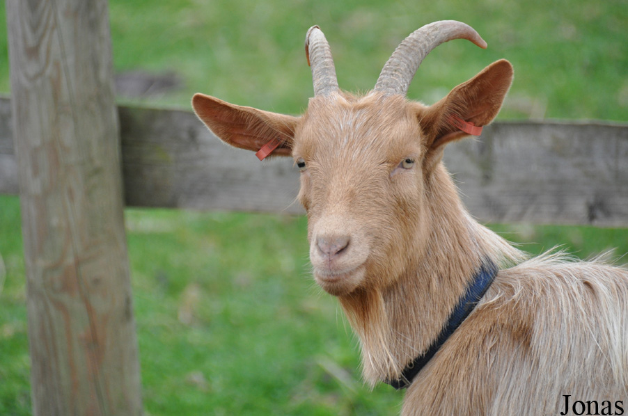 Chèvre Golden Guernsey