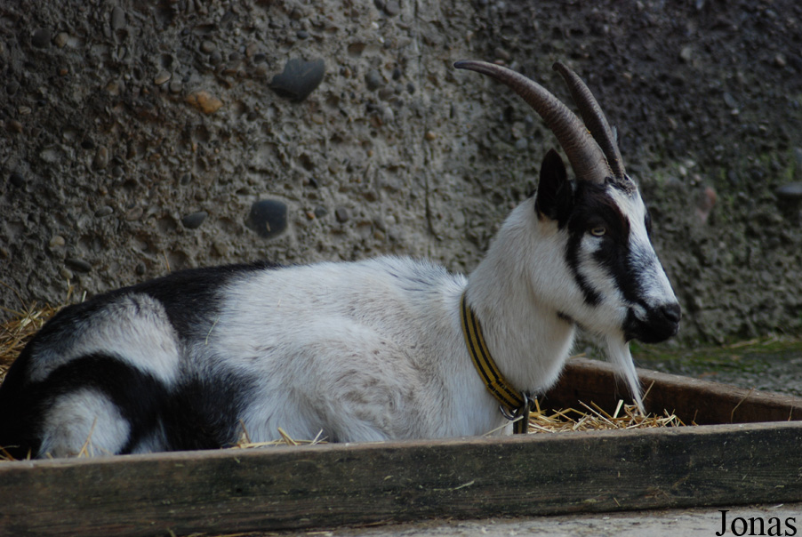 Chèvre Paon