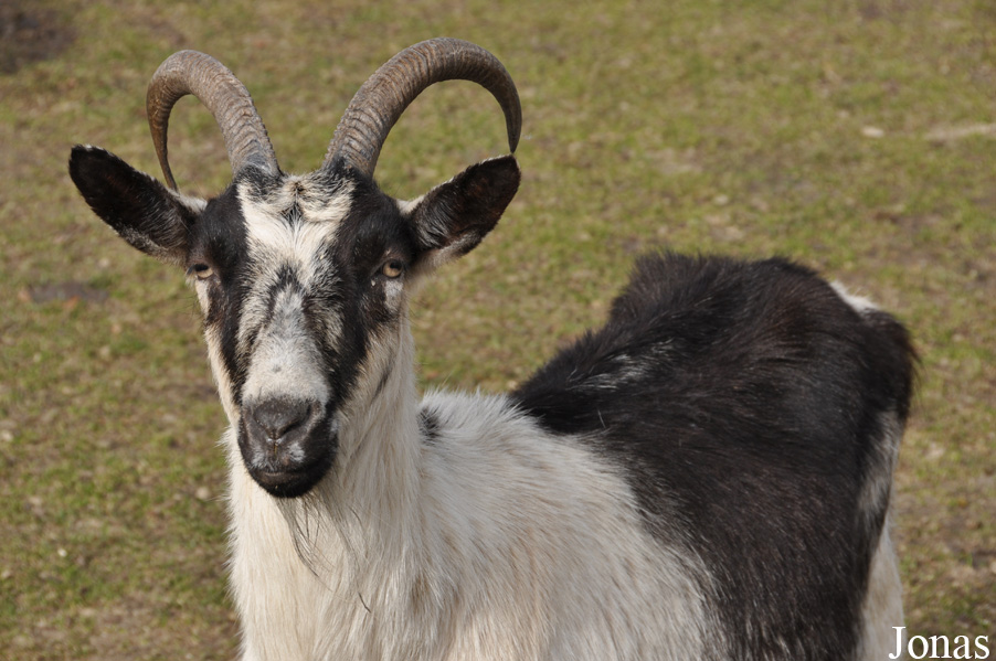 Chèvre Paon