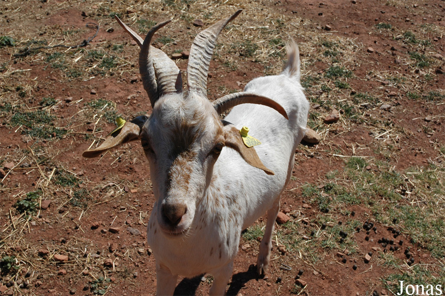 Chèvre à quatre cornes