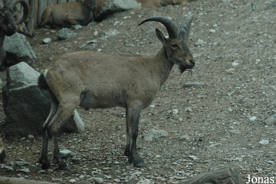 Capra cylindricornis