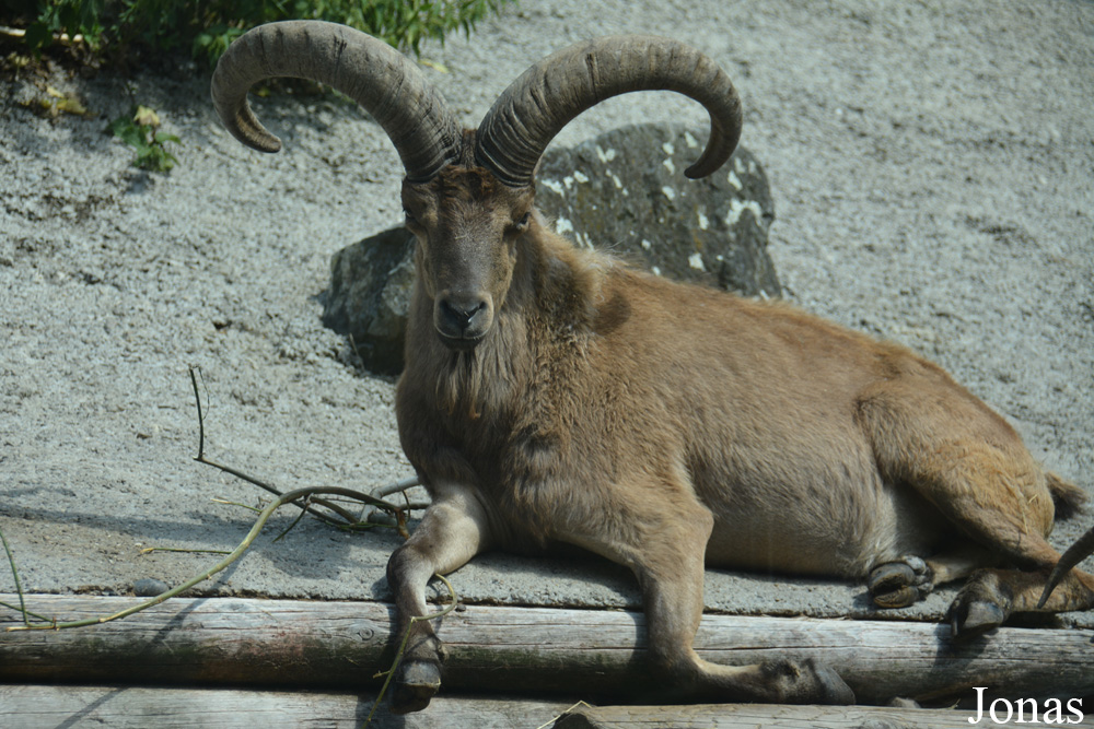 Capra cylindricornis