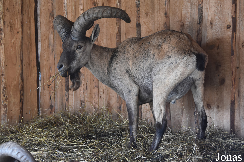 Capra cylindricornis