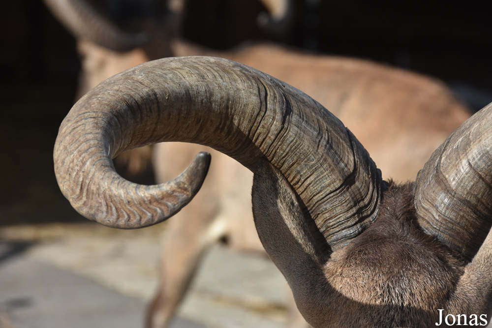 Capra cylindricornis