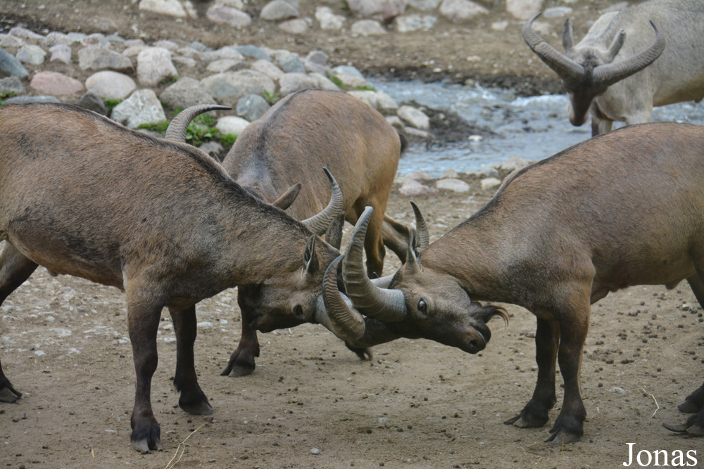 Capra cylindricornis