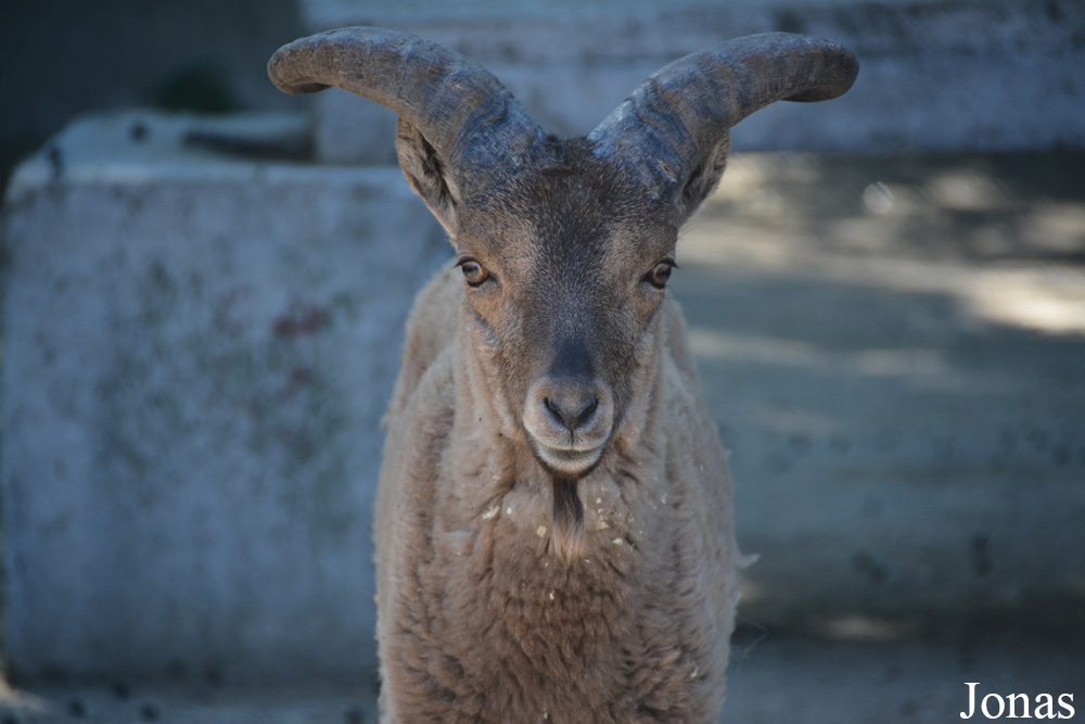 Capra cylindricornis