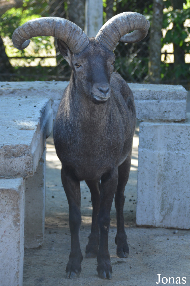 Capra cylindricornis