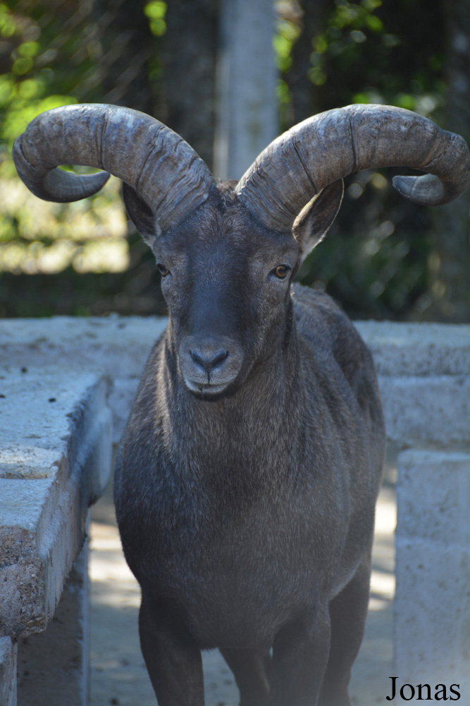 Capra cylindricornis