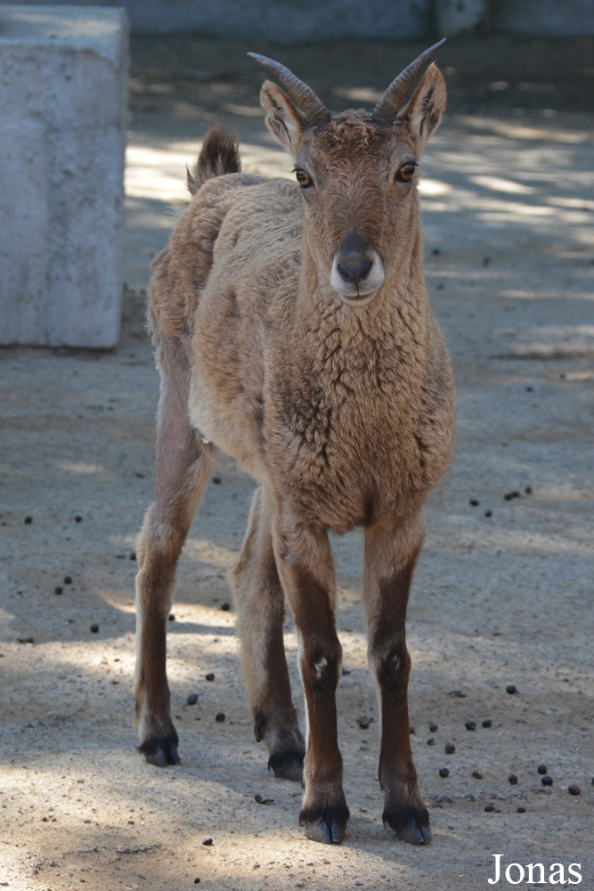 Capra cylindricornis