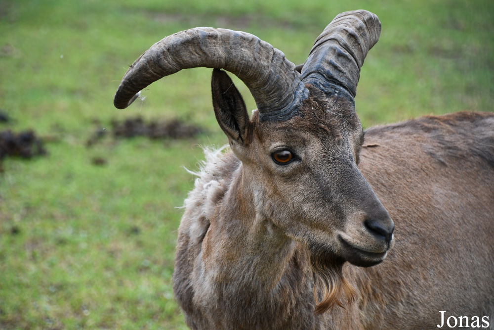 Capra cylindricornis