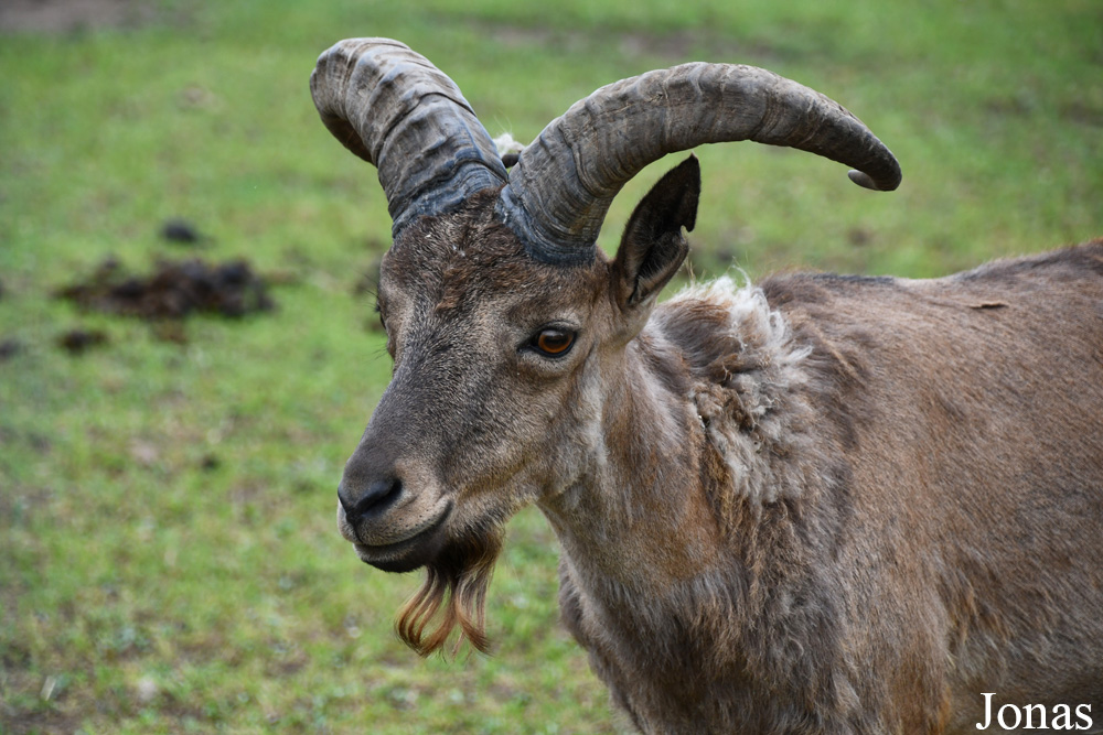 Capra cylindricornis