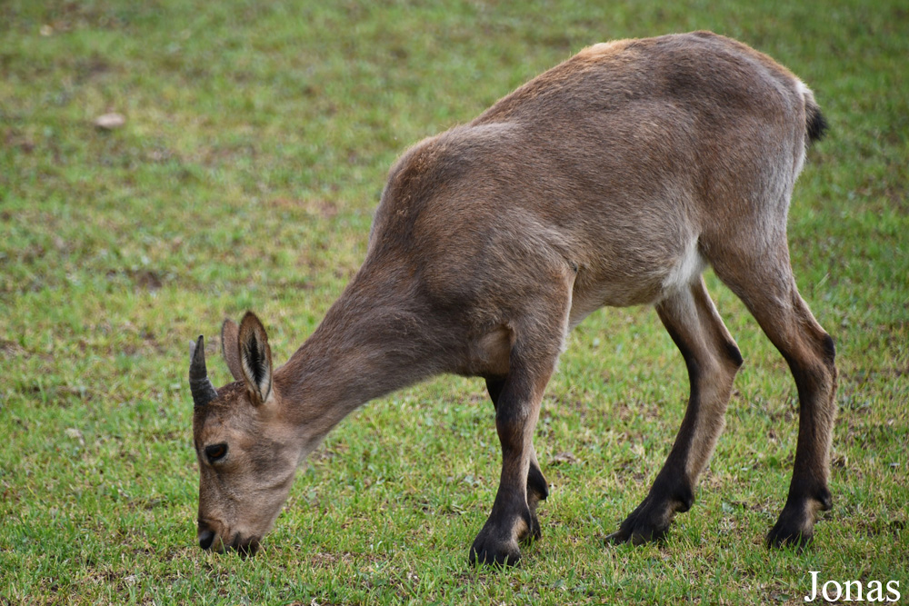 Capra cylindricornis