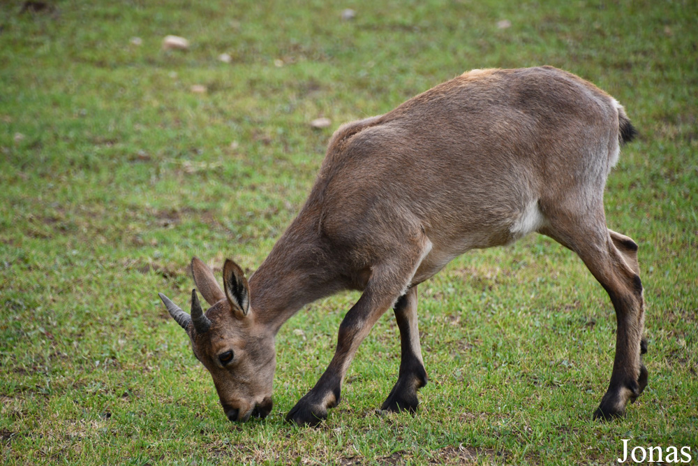 Capra cylindricornis