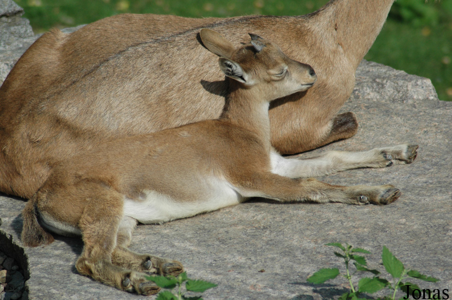 Capra falconeri