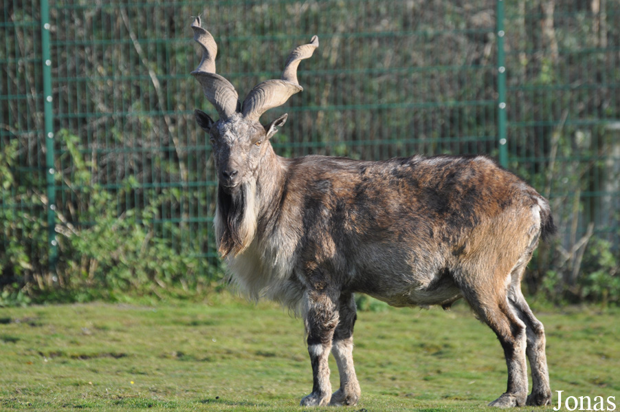Capra falconeri heptneri