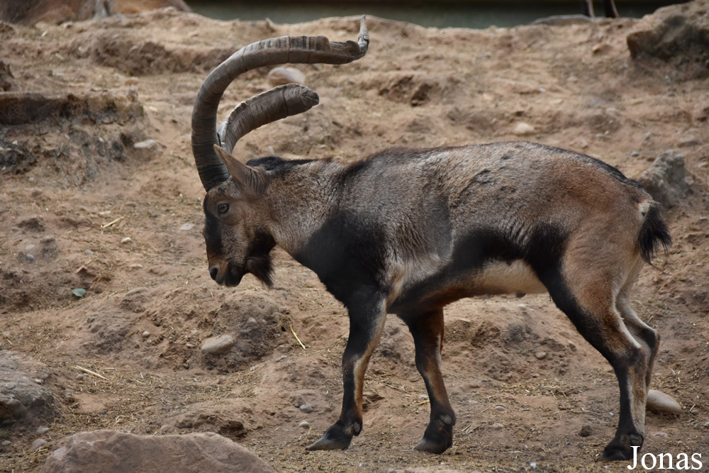 Capra pyrenaica